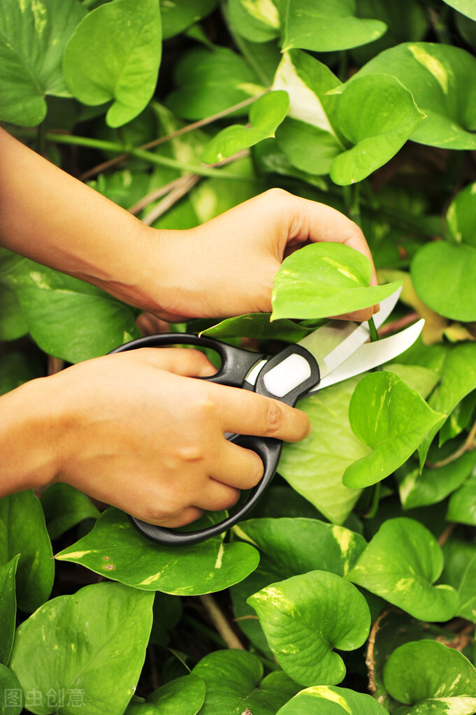 绿萝开始有黄叶了怎么处理,绿萝老黄叶怎么养