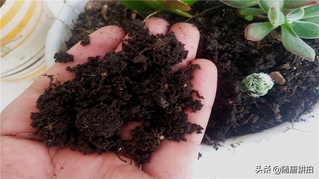 银毛球怎么繁殖,银毛球怎么养护