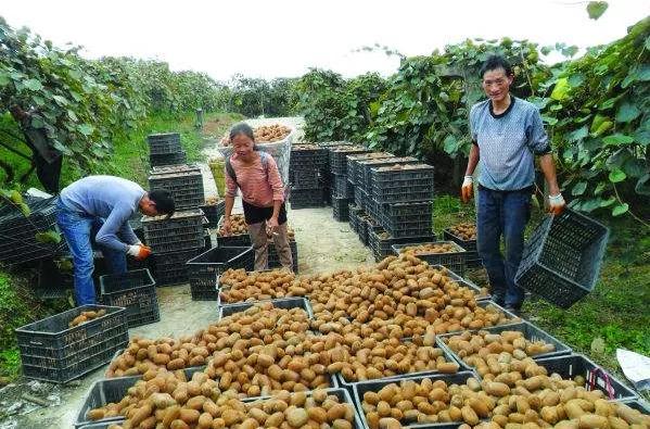 今年猕猴桃价格多少,2023年猕猴桃市场价格分析