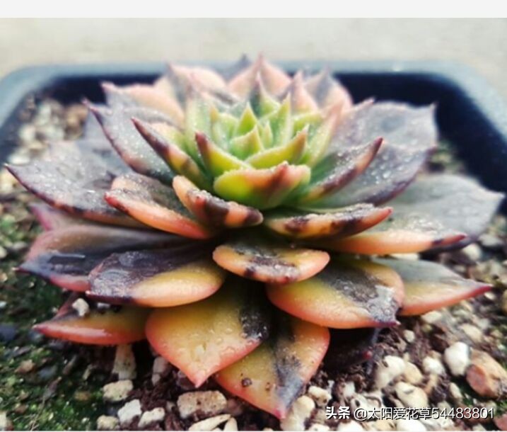 多肉白花韧锦养殖方法,黑王子锦多肉怎么养