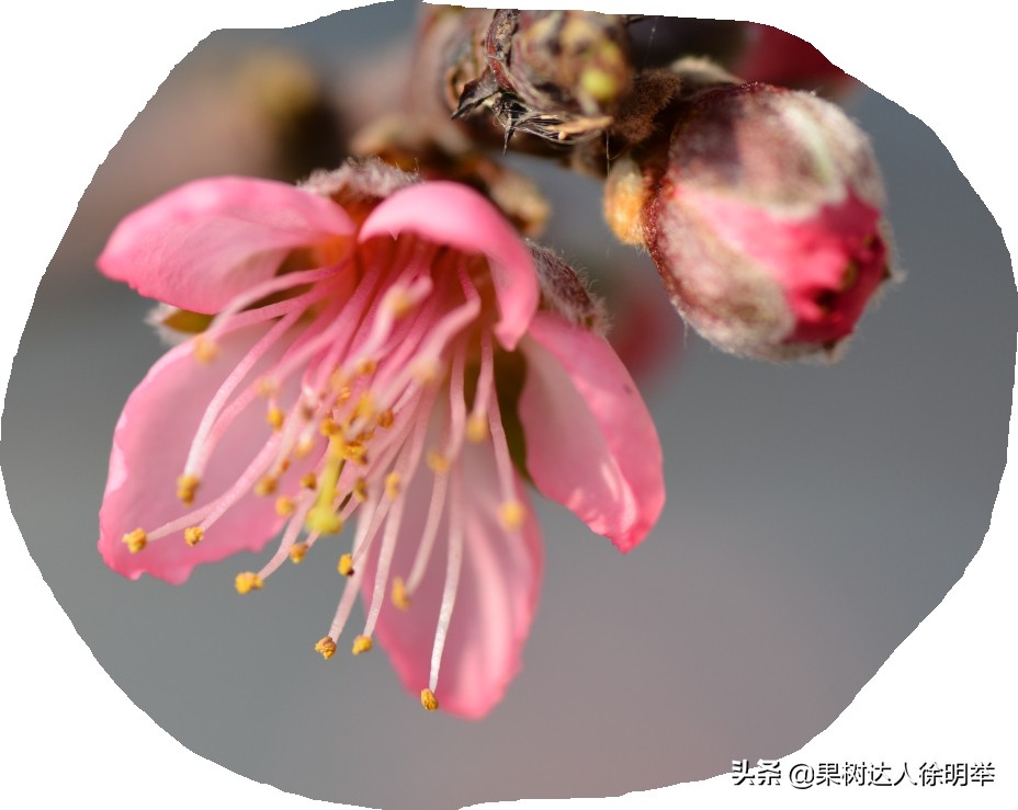 要想种好桃，了解桃的生物学特性是关键，有哪些特性呢