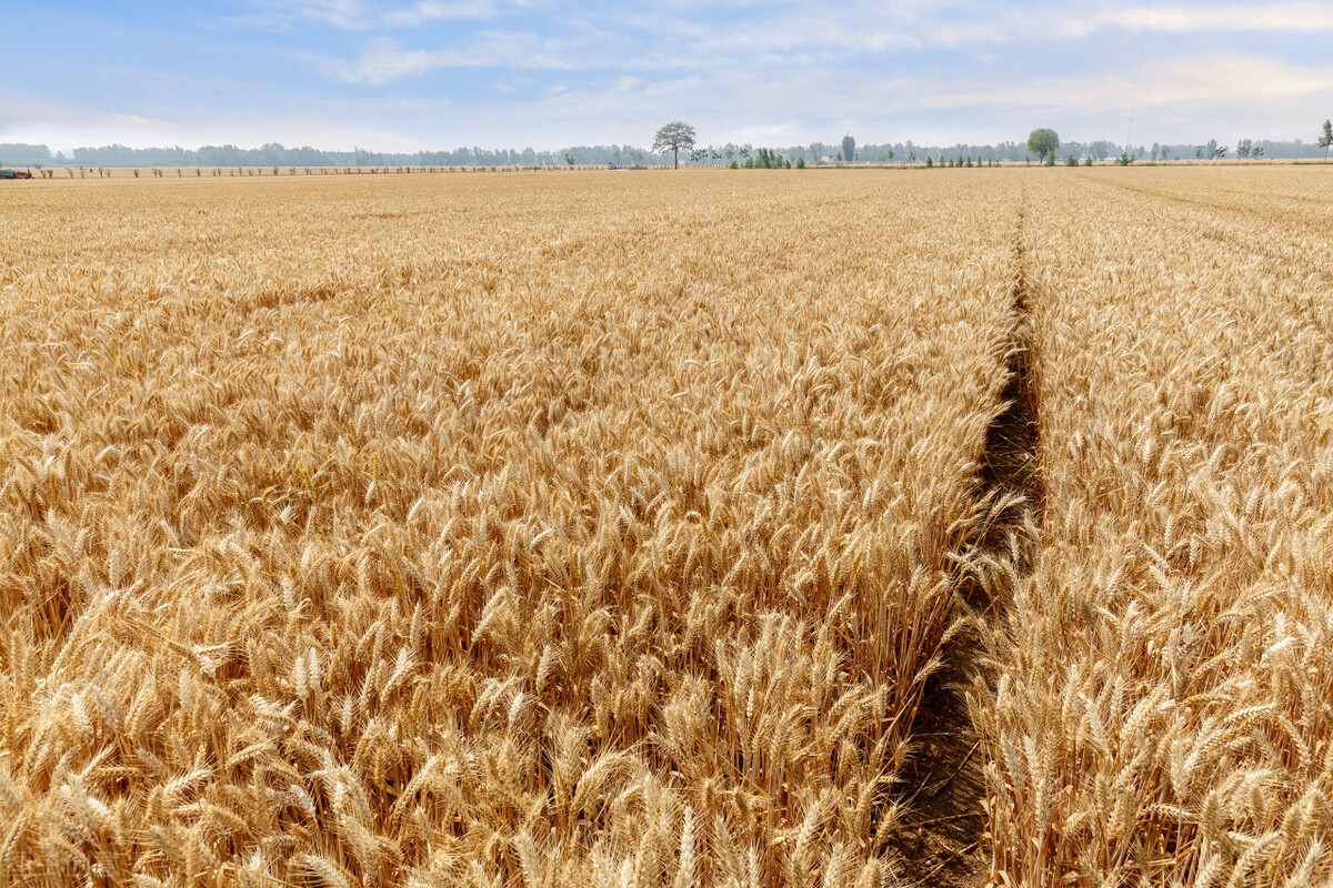 现在还会有粮食危机吗,现代还会有饥荒吗