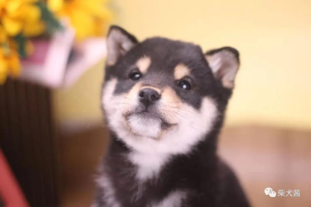 第一次养柴犬,柴犬生理期关注事项
