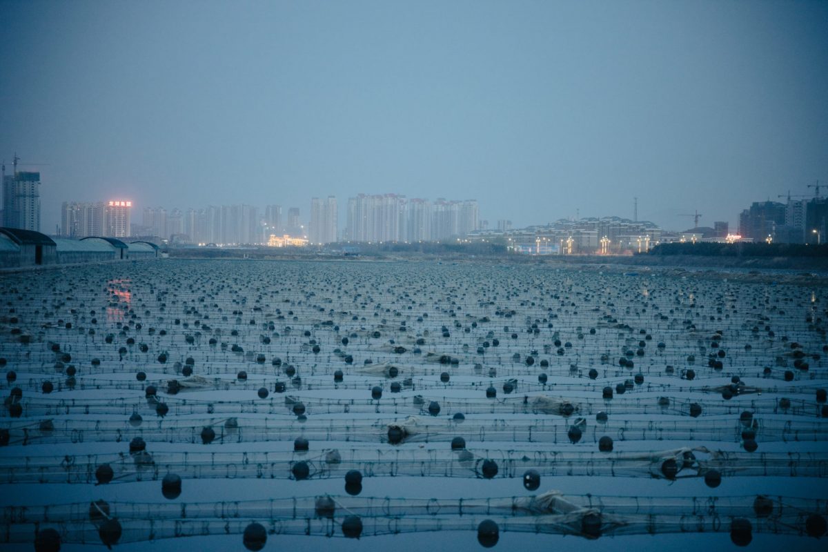 海白虾养虾技术新手入门,养海虾的技术和方法