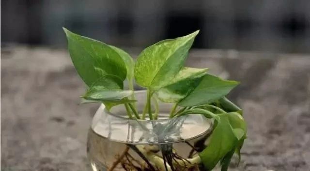 啥花都能养得好,啥花养三天就会死