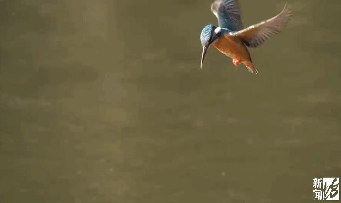 乐极生悲？上海人都开始练冰上运动了，但有人落水，有人撞断消防栓…