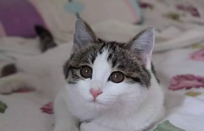 不爱喝水的猫咪突然大量喝水，不是好事，反而可能是病了