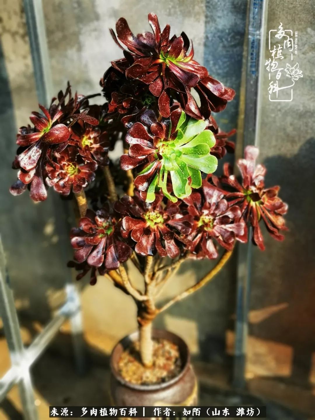 凤凰涅槃，浴火重生！多肉法师圣斗士们的秋天！（附养护经验）