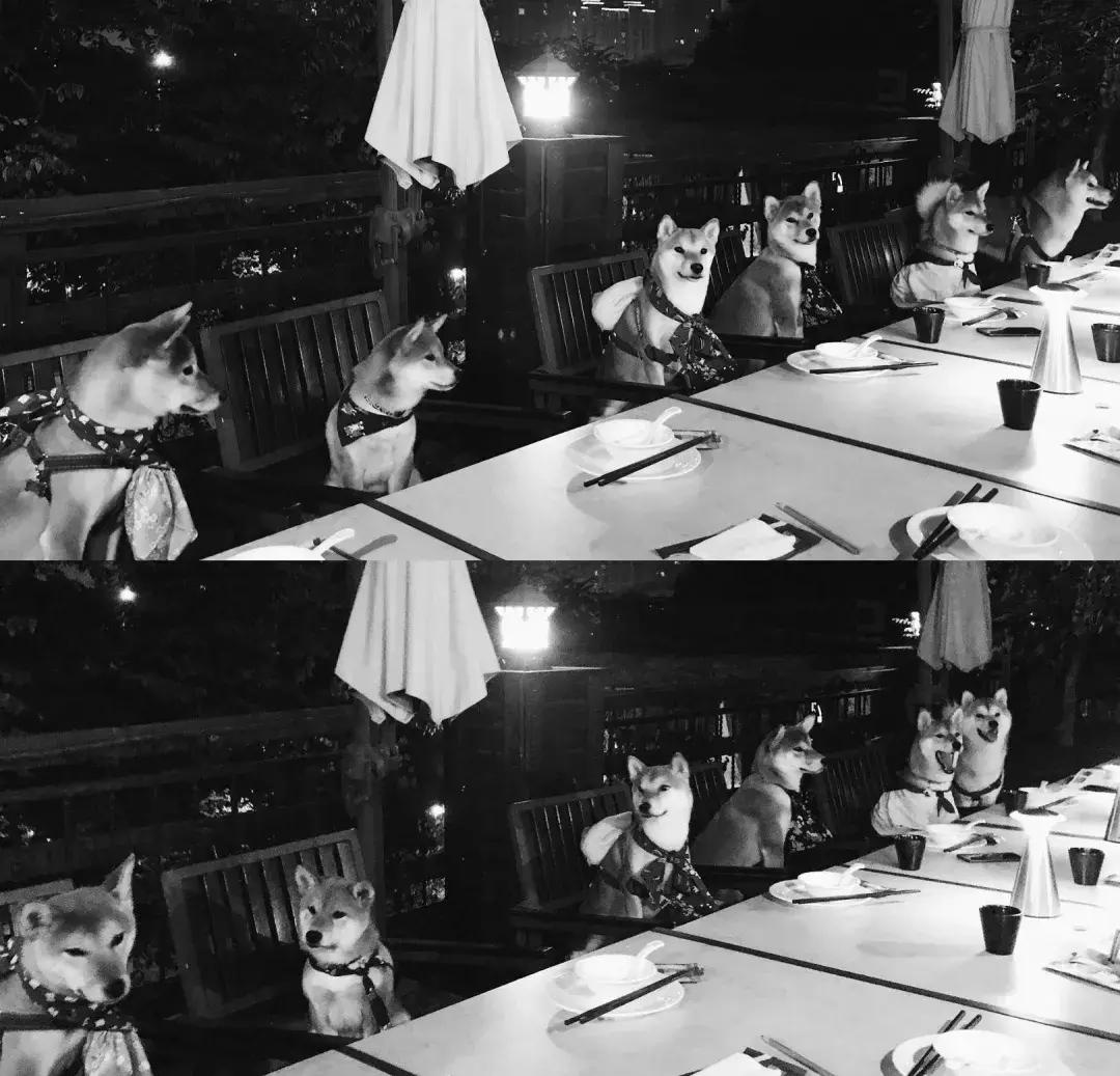 柴犬阶级意识,柴犬成为了门面担当