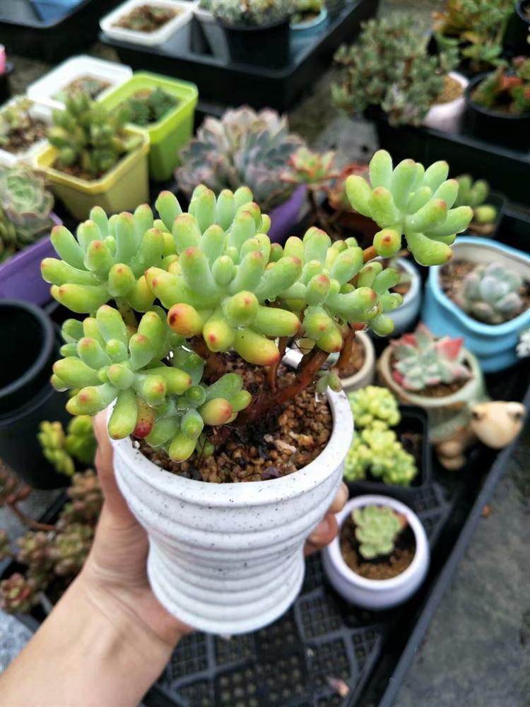 多肉灰蒙蒙的怎么变好看,多肉去灰