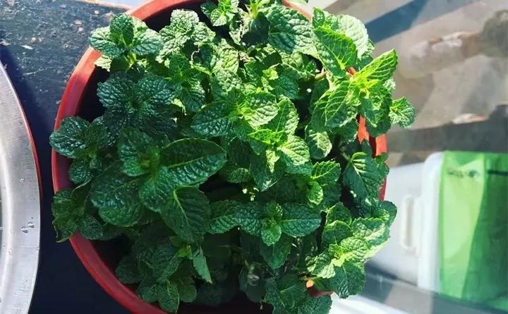 刚买的花，发蔫落苞加黄叶！为什么呢？多半是放错了位置