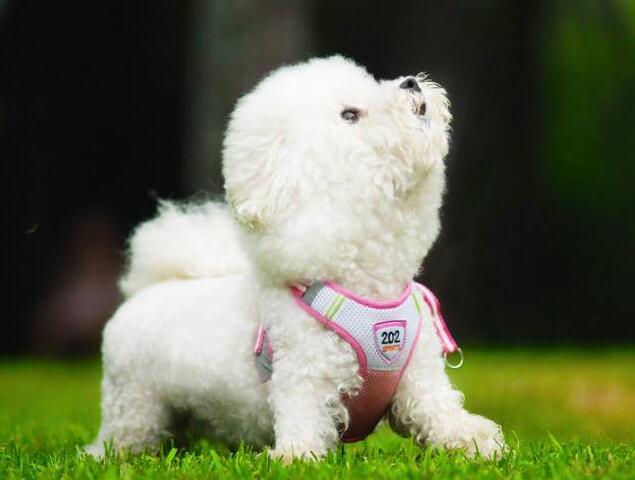 比熊狗肛周腺多久挤一次,比熊幼犬的肛腺多久挤一次