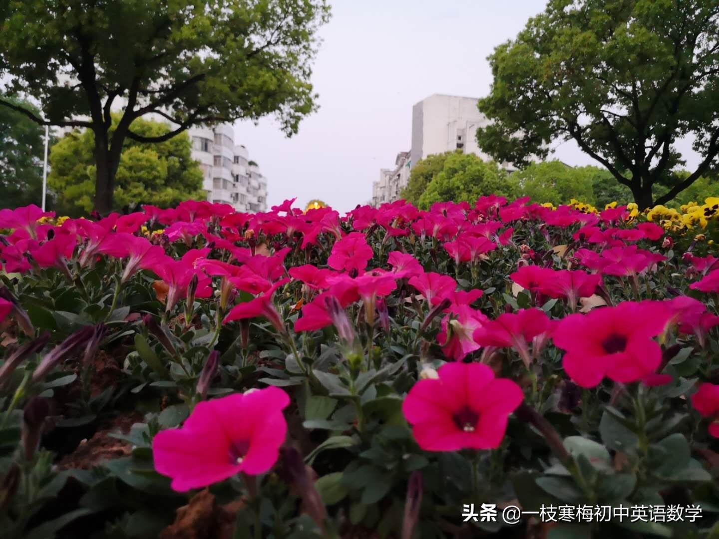 初中英语必须掌握的196个基本单词,初中英语基础单词100个图片