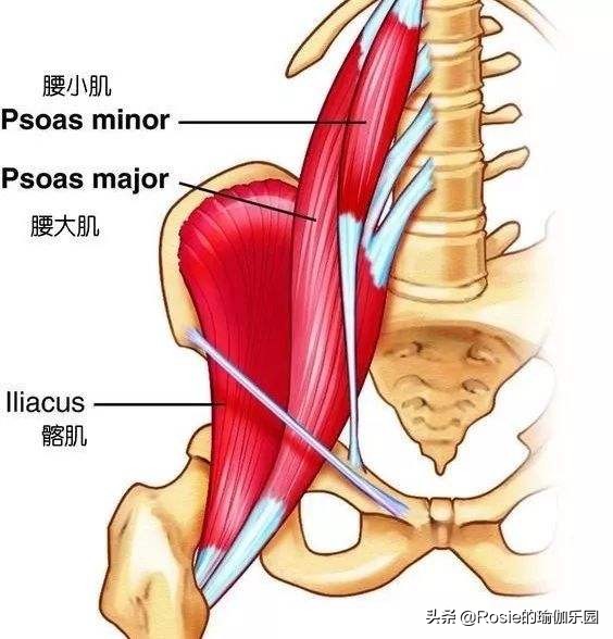 顽固性粗腿怎么瘦成筷子腿,水肿型腿粗怎么减