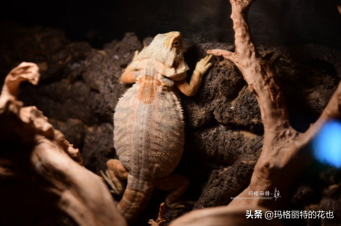 雨林缸可以养的蜥蜴,鱼缸改造封闭式雨林缸养蜥蜴