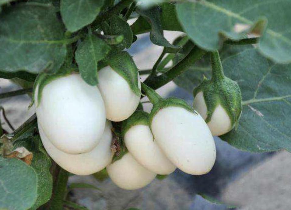 奶奶在家孵化的小鸡,奶奶家刚孵化出来的小鸡