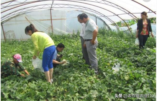 大棚甜瓜种植技术视频教程,大棚种植甜瓜利润怎么样