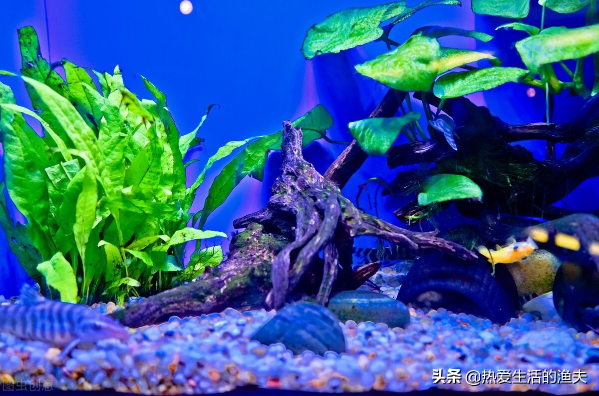 鱼缸换水能一次换全部吗,鱼缸换水可以直接换溪水吗