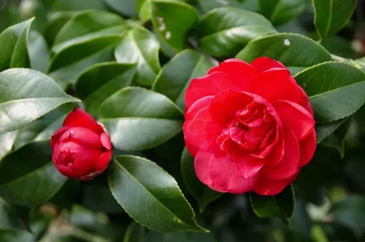 花突然蔫了？你家装修污染可能出问题了！