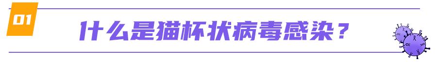 猫咪舌头有溃疡，怎么办？