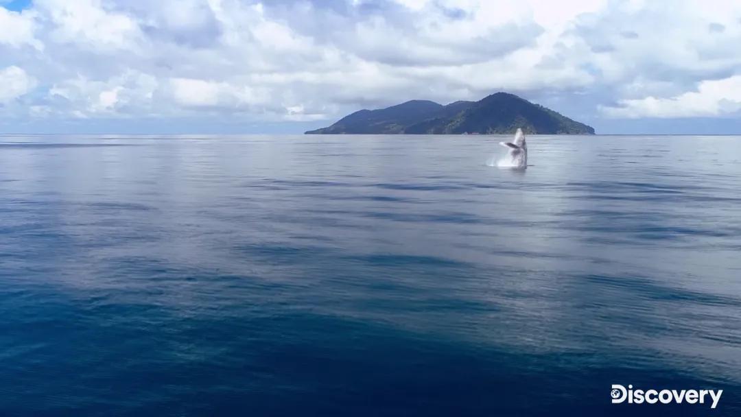 孩子必看海洋纪录片,海洋深处的未知生物纪录片推荐