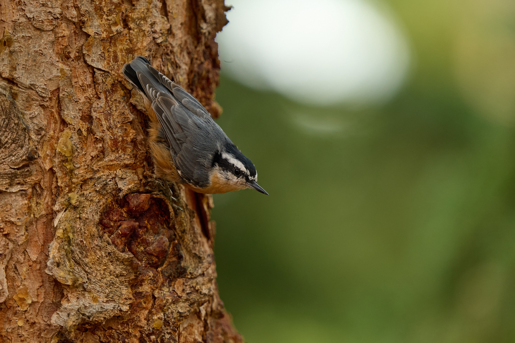 适马sigma60-600mm拍月亮,适马sigma18-50mmf2.8dcdn测评