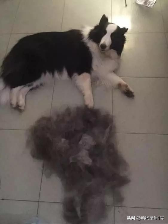 猫狗掉的毛可以织毛衣铲屎官：习惯就好