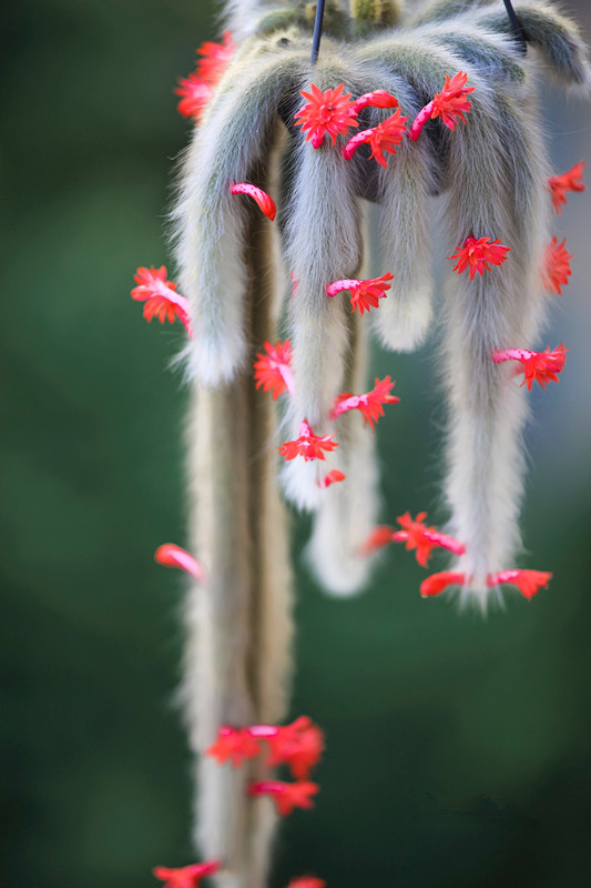 小盆栽多肉10个,5种多肉爱爆盆