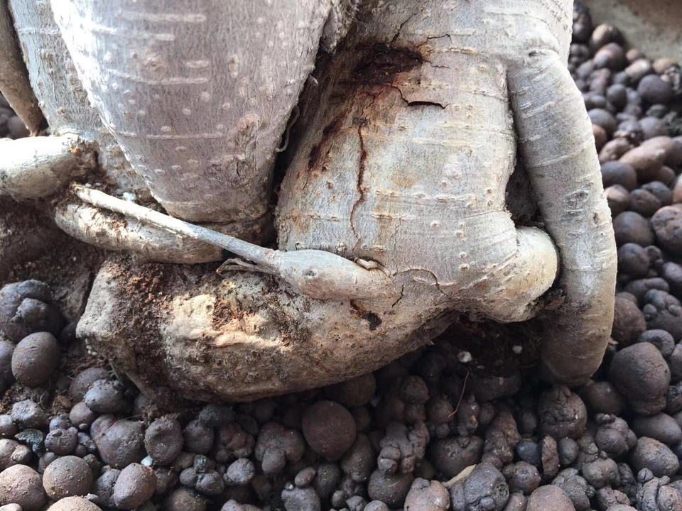 人参榕换盆后掉叶子了怎么办,人参榕烂根换盆正确方法