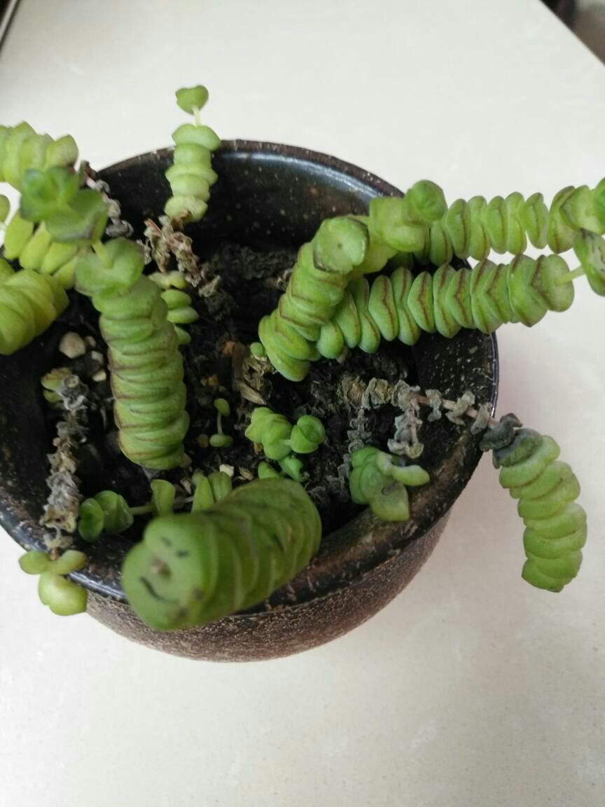 多肉植物钱串怎么养,钱串多肉植物怎么养护