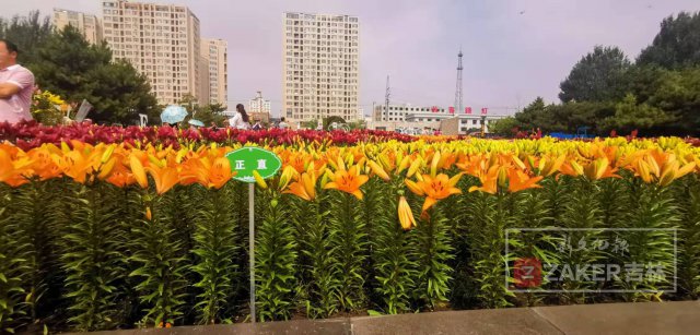 世界最美百合花海,超级惊艳的花海美景15分钟视频