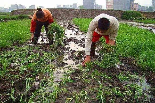 水上种植蕹菜,大棚种植水蕹菜