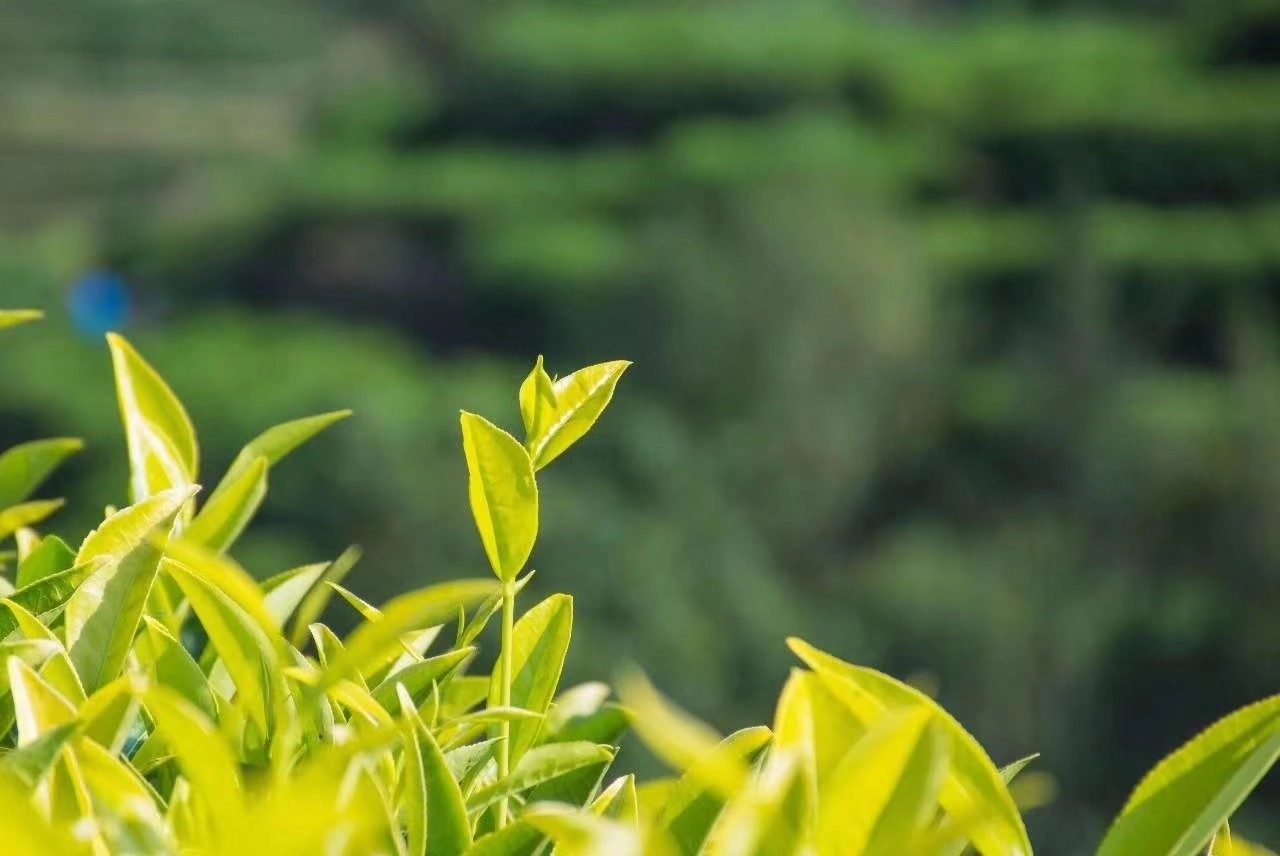潮州凤凰单丛高香型雪片茶,潮州工夫茶凤凰单丛