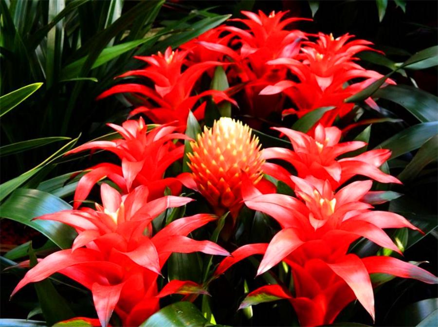 养最美年宵花鸿运当头，学会4个“巧办法”，叶子油绿开花多