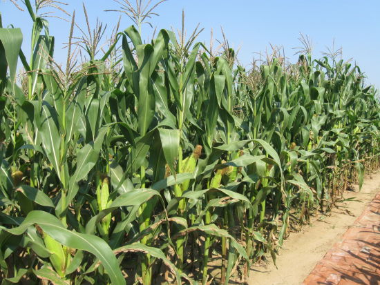 粘玉米怎么种植好吃,粘玉米的种植及管理
