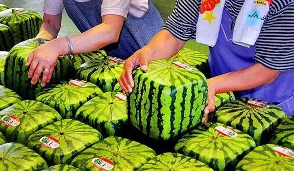 日本人就从来不抱怨苹果太贵