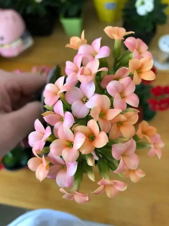 长寿花单瓣品种大全,长寿花100种颜色图片