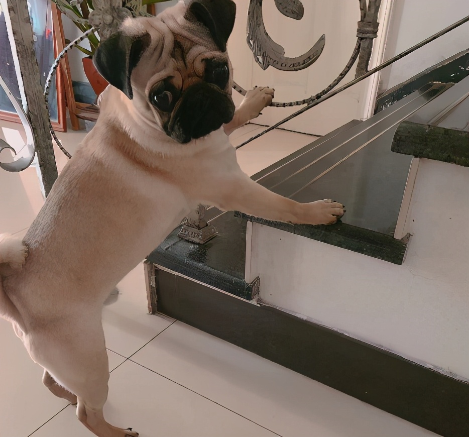 养猫人哭了 (朝九晚五适合养猫吗)