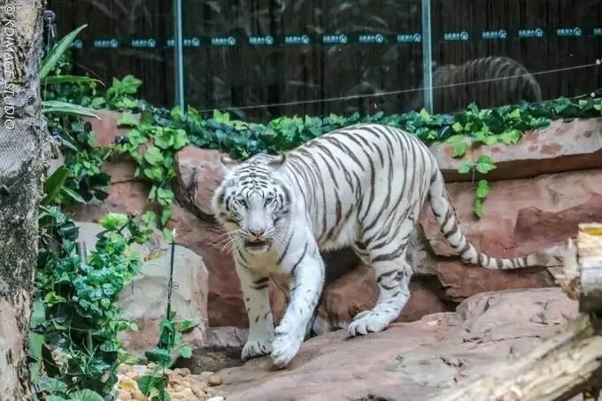 春节广州长隆野生动物世界攻略,广州长隆野生动物世界旅游攻略