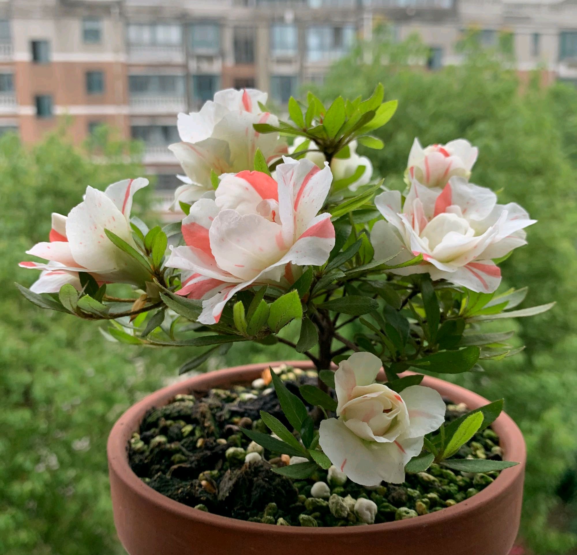 杜鹃花好不好养活,杜鹃花好不好养
