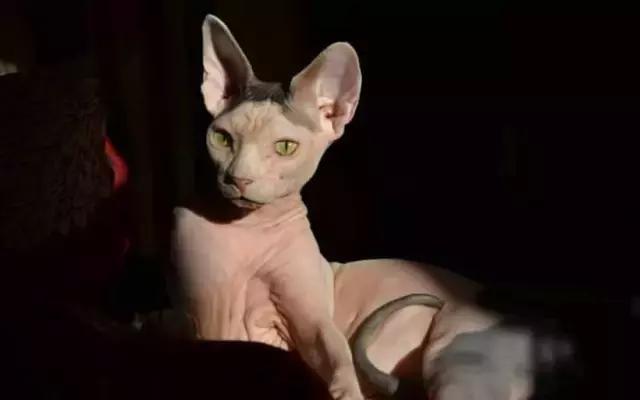 猫毛过敏，又很想养猫怎么办？十条建议帮你消除烦恼