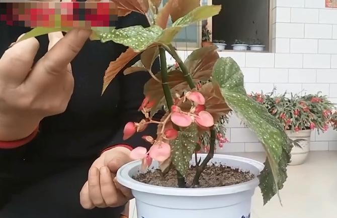 竹节海棠叶片发蔫儿是怎么回事,竹节海棠发蔫儿了怎么办