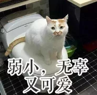 铲屎官常备的药,铲屎官该如何治疗和预防