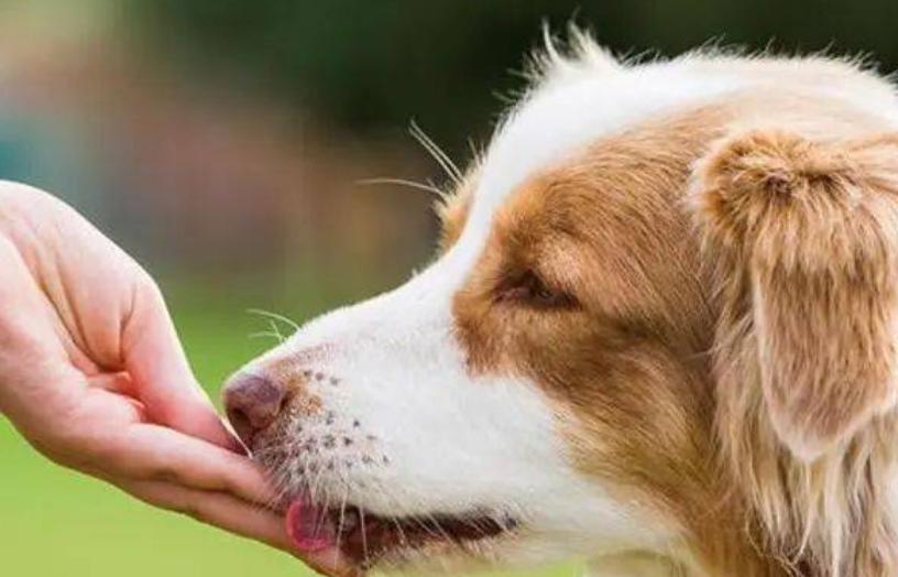 狗狗爱舔沙子怎么回事,狗狗总是舔嘴巴是怎么回事