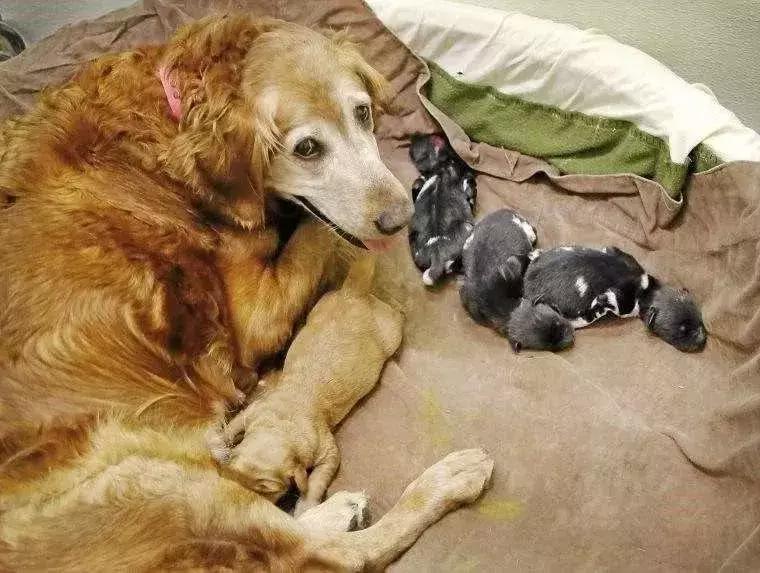 狗狗要生前有什么征兆,狗狗出生3天关注事项