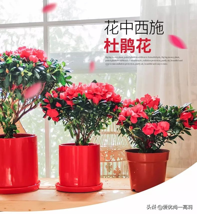 完美搭配，背阴阳台咱们也可以打造一个花园！