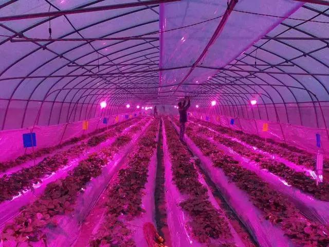 草莓光照不足怎么办,草莓24小时补光可以吗