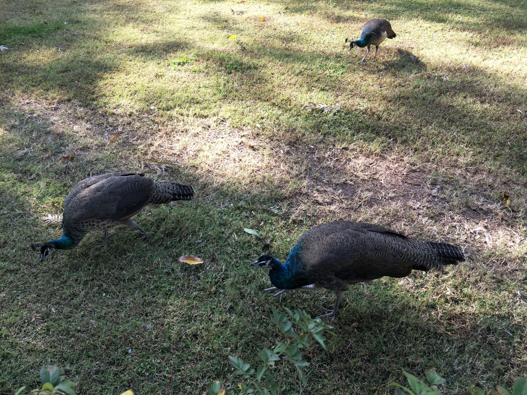 西昌一个花园式宾馆，国家领导人来昌的下榻地，成为网红打卡景点