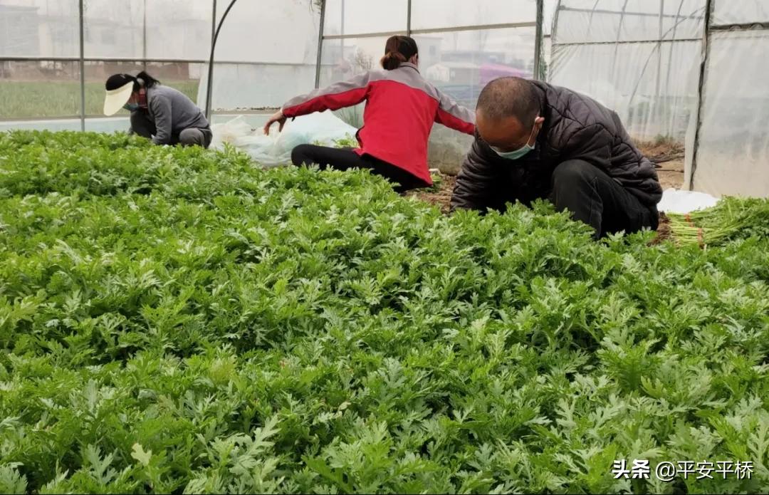 平桥区明港镇：防疫不松劲春耕备播忙