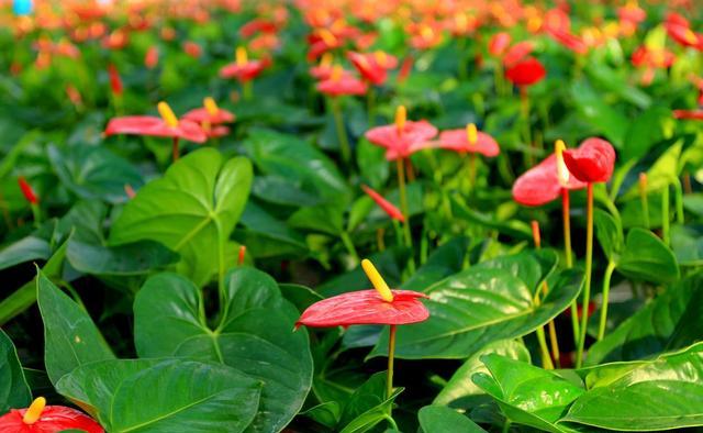 红掌烂根怎么补救最快,红掌盆栽烂根怎么救治视频